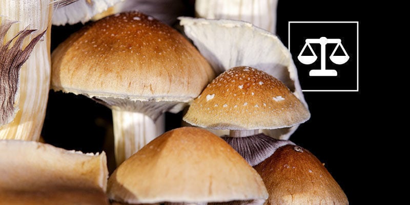 Legalidad De Los Hongos Psilocybe Cubensis
