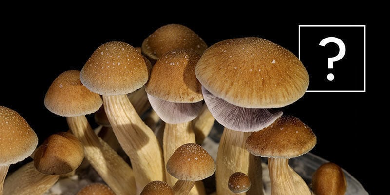 ¿Qué Son Las Setas Psilocybe Cubensis?