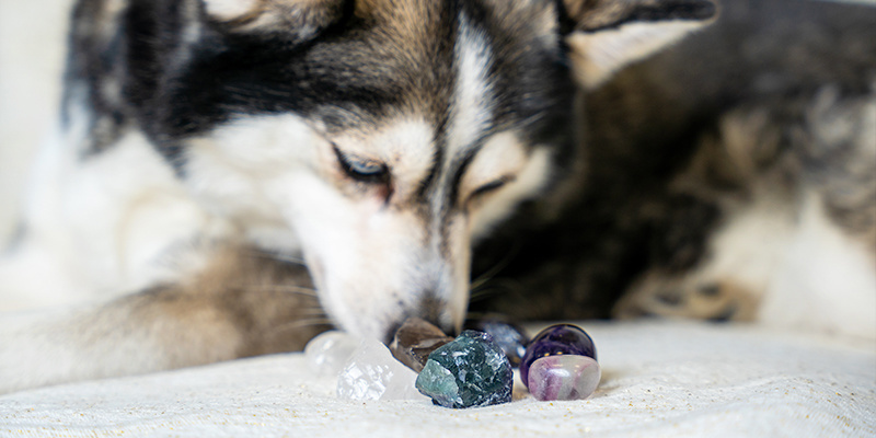 Cristales y mascotas
