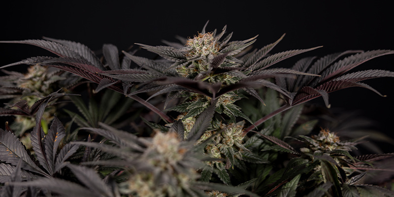 Desmontando los mitos más disparatados sobre la marihuana