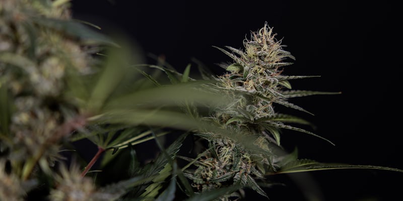 Fase de floración (semanas 5-10+)