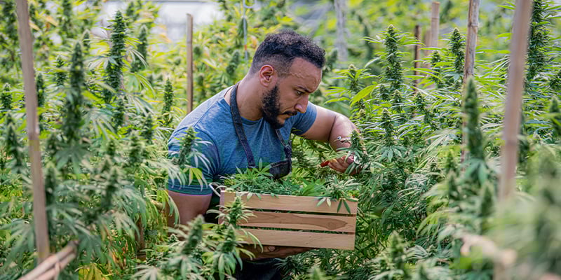 La importancia de los métodos ecológicos al cultivar marihuana