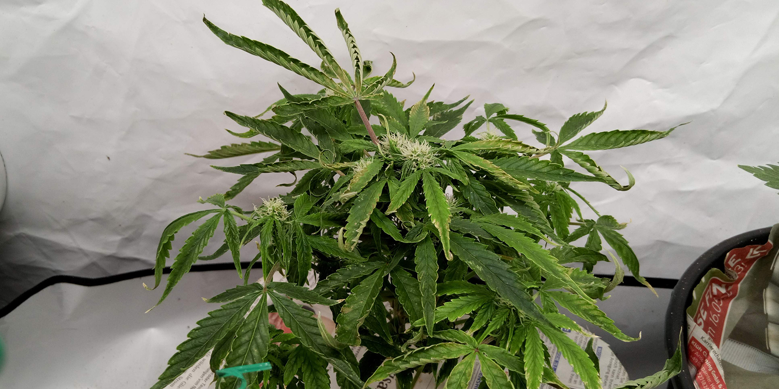 2. Observa toda la planta 2. Observa toda la planta