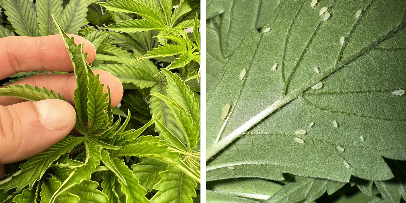 Estrés ambiental o plagas Estrés ambiental o plagas