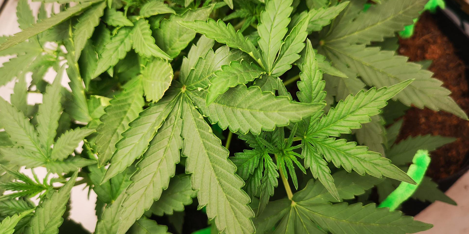 ¿Hojas dobladas hacia arriba? Hora de enderezarlas ¿Hojas dobladas hacia arriba? Hora de enderezarlas