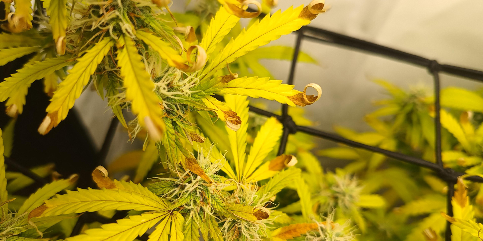 Estrés lumínico o quemaduras por calor Estrés lumínico o quemaduras por calor