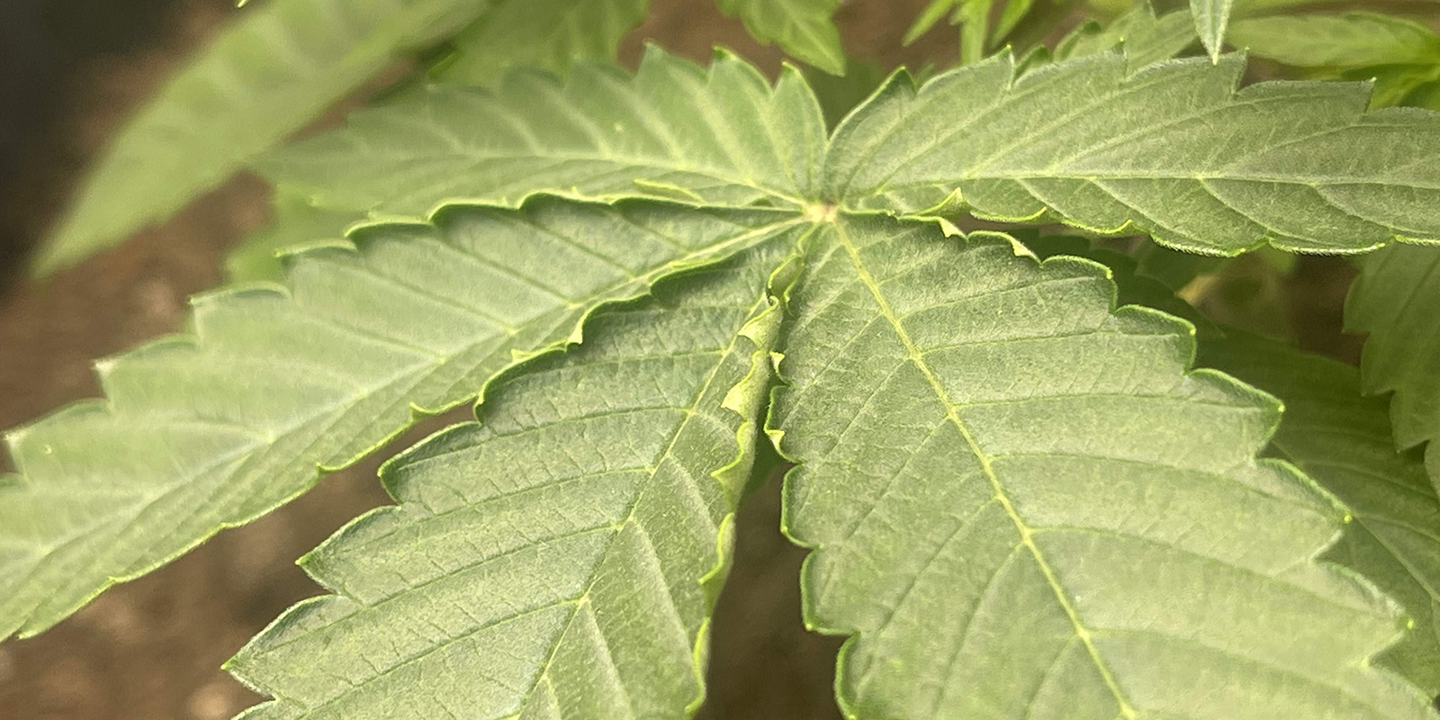 Baja humedad o VPD alto Baja humedad o VPD alto