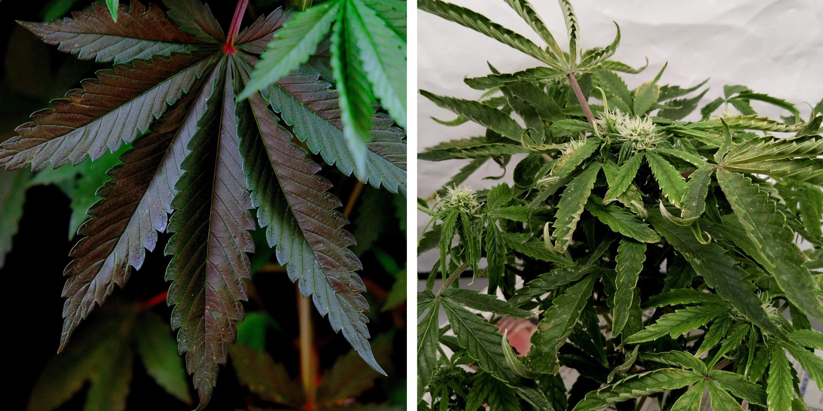 Desequilibrios de nutrientes (NPK / pH)