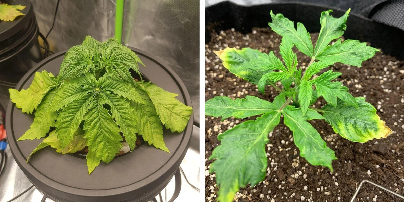 Exceso de riego y estrés radicular Exceso de riego y estrés radicular