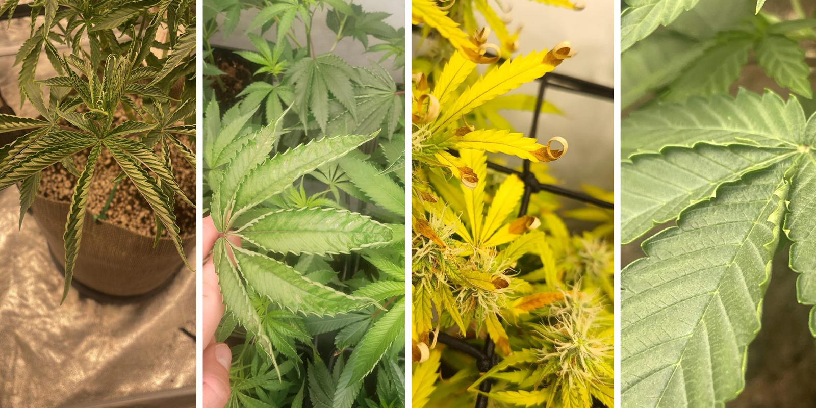 Síntomas visuales que debes observar Síntomas visuales que debes observar