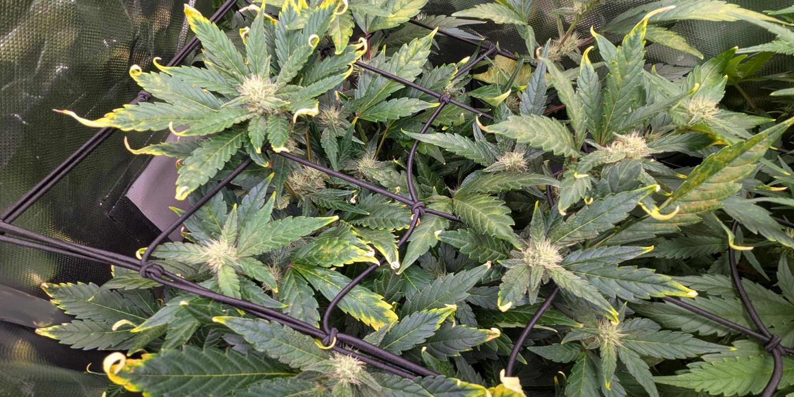 Cuándo preocuparse Cuándo preocuparse