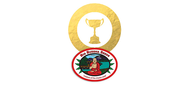 Premios Big Buddha Seeds Premios Big Buddha Seeds