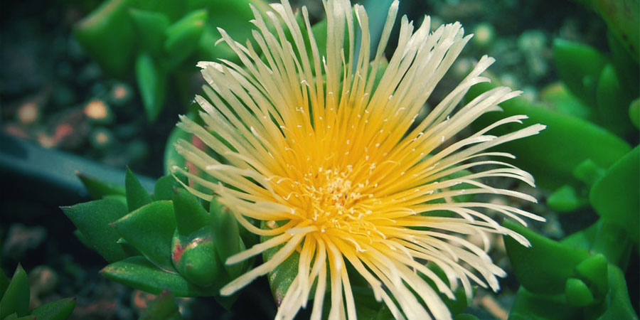 Kanna - Sceletium tortuosum