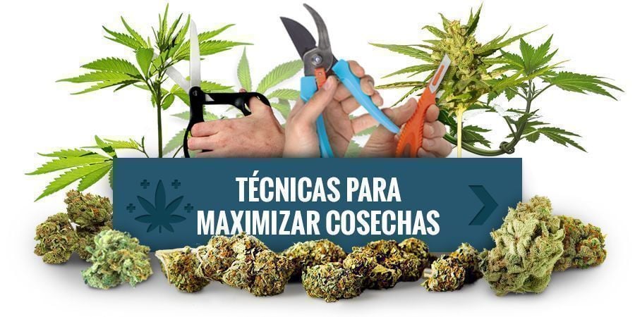 Entrena Tus Plantas Para Que Produzcan Mayores Cosechas