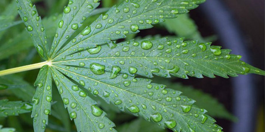 ¿Cómo Regar Adecuadamente Tus Plantas De Marihuana?