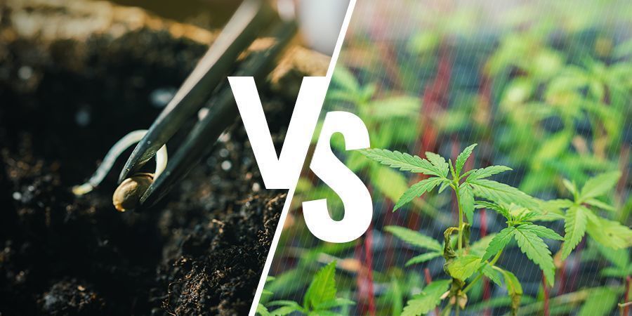 ¿Qué Importancia Tiene Cultivar Marihuana A Partir De Semillas O Esquejes?