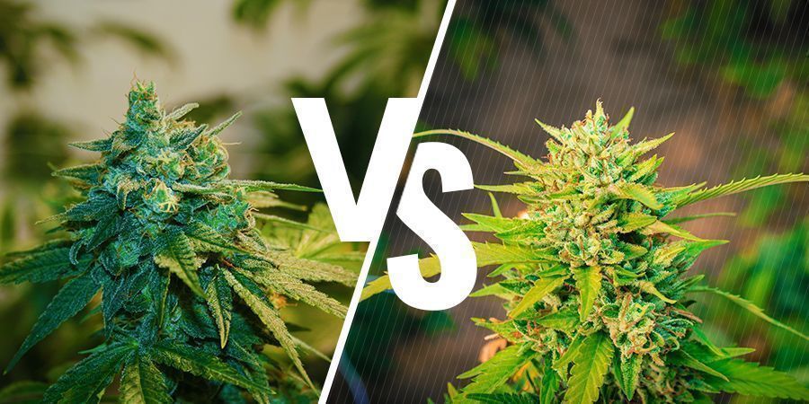 Comparación Entre El Cannabis De Interior Y Exterior