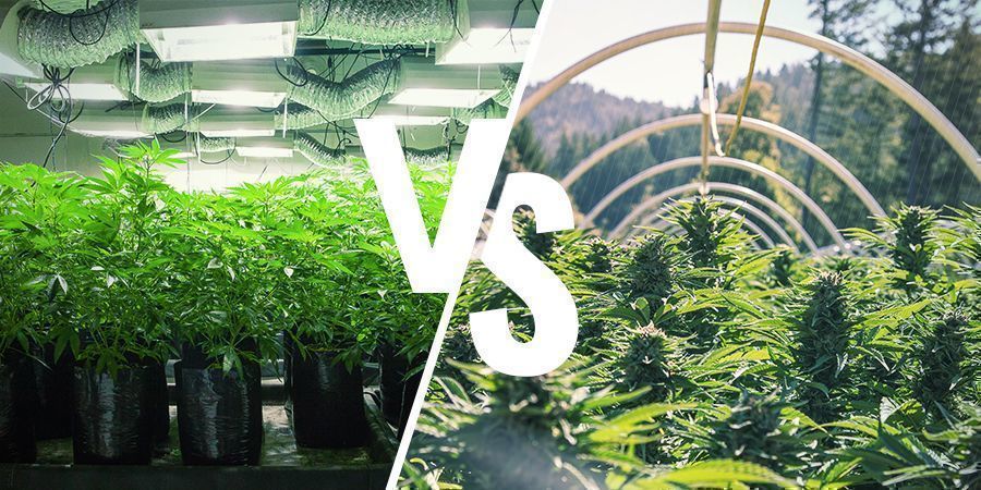 ¿En Qué Se Diferencian El Cultivo Interior Y El Cultivo Exterior?