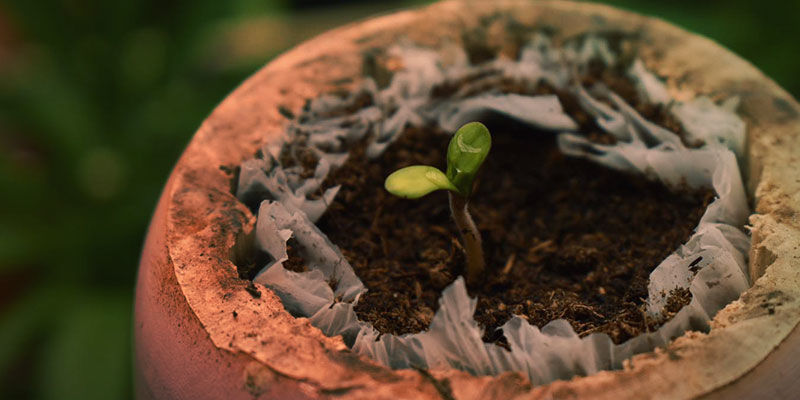 Cómo Se Cultiva La Blueberry