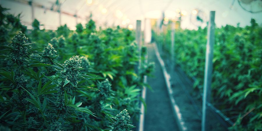 CÓMO CULTIVAR MARIHUANA ECOLÓGICA EN INTERIOR