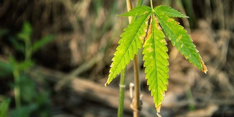 Síntomas Del Bloqueo De Nutrientes En Las Plantas De Marihuana