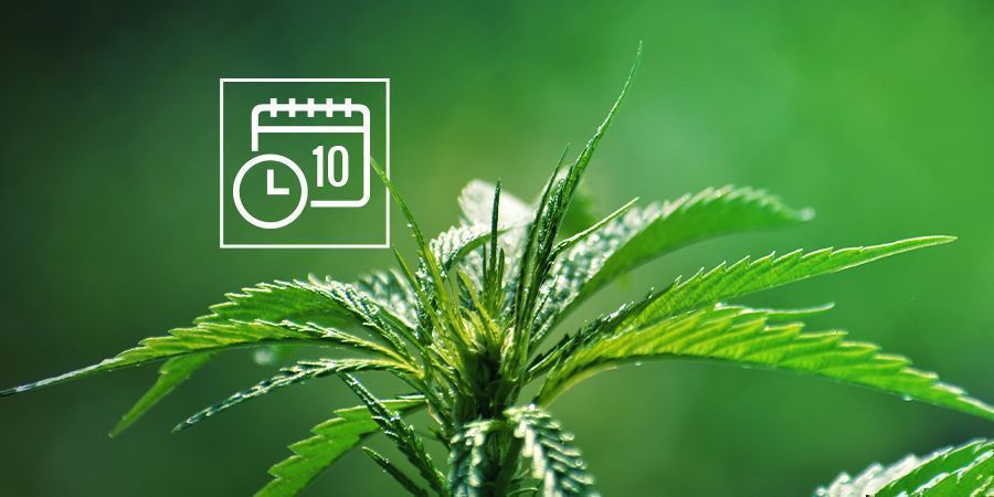 FUNCIONALIDAD DEL CANNABIS RUDERALIS