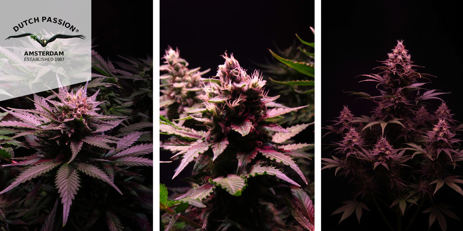 3. Shaman (Dutch Passion)