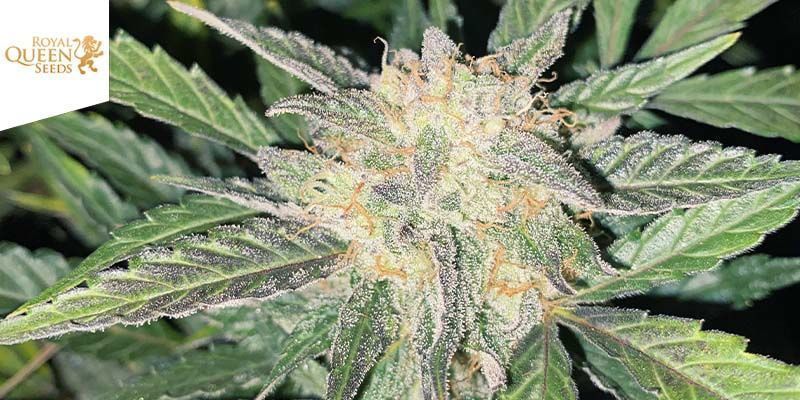 Royal Gorilla (Royal Queen Seeds)