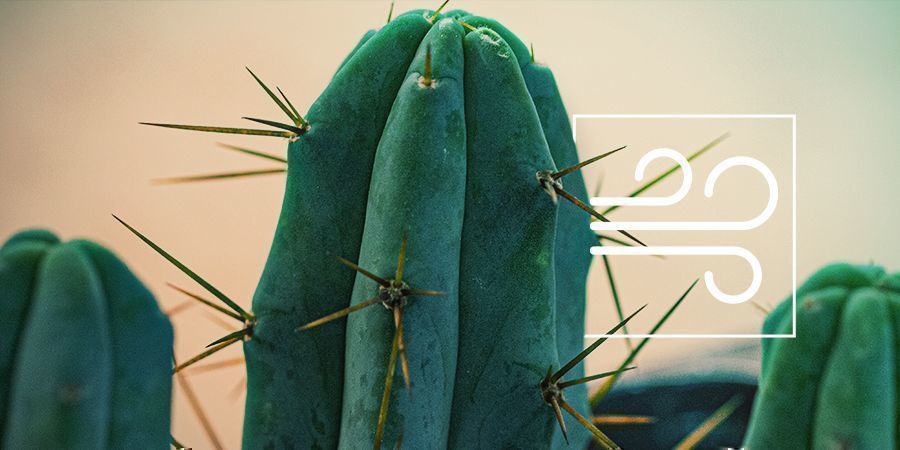 Antorcha Boliviana: El Cactus Psicoactivo De Los Cuatro Vientos