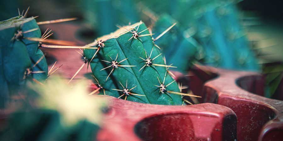 Cómo Conseguir La Antorcha Boliviana (Echinopsis Lageniformis)