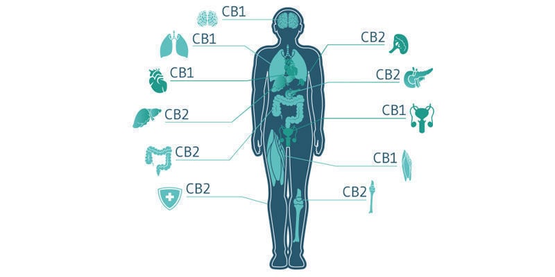 ¿Realmente Funcionan Los Productos De Cannabis De Uso Tópico?