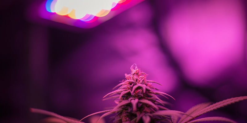 Cultivo de marihuana con luces de cultivo LED