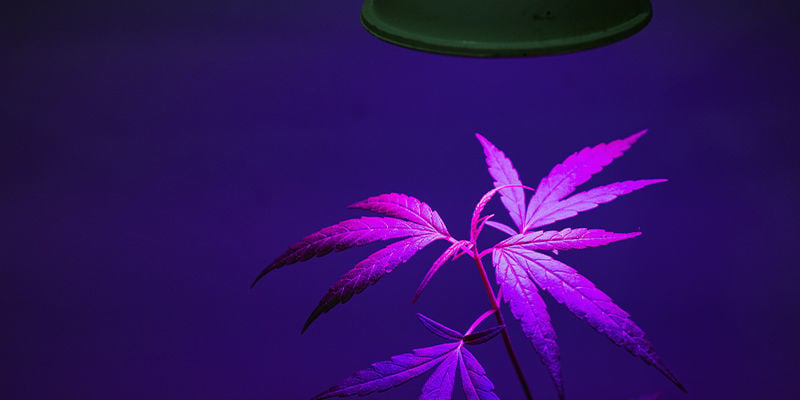 ¿A qué distancia deben estar los LED de las plantas de marihuana?