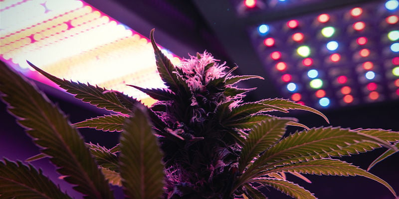 ¿Qué son los LED de cultivo y por qué usarlos?