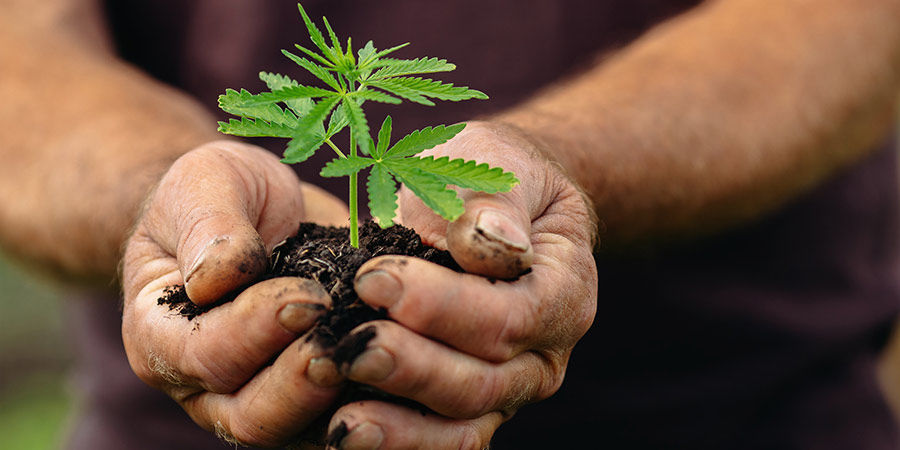 ¿Qué nos depara el futuro en cuanto a la situación legal del cannabis en Alemania y Austria?
