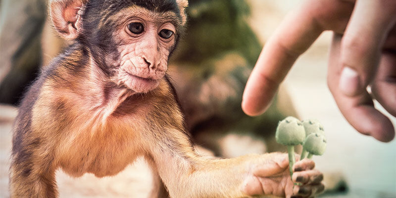 La Teoría Del Mono Dopado Podría Explicar Nuestra Evolución