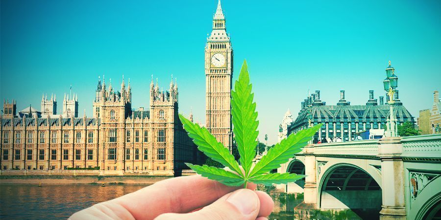 Cultivar Cannabis En El Clima Británico