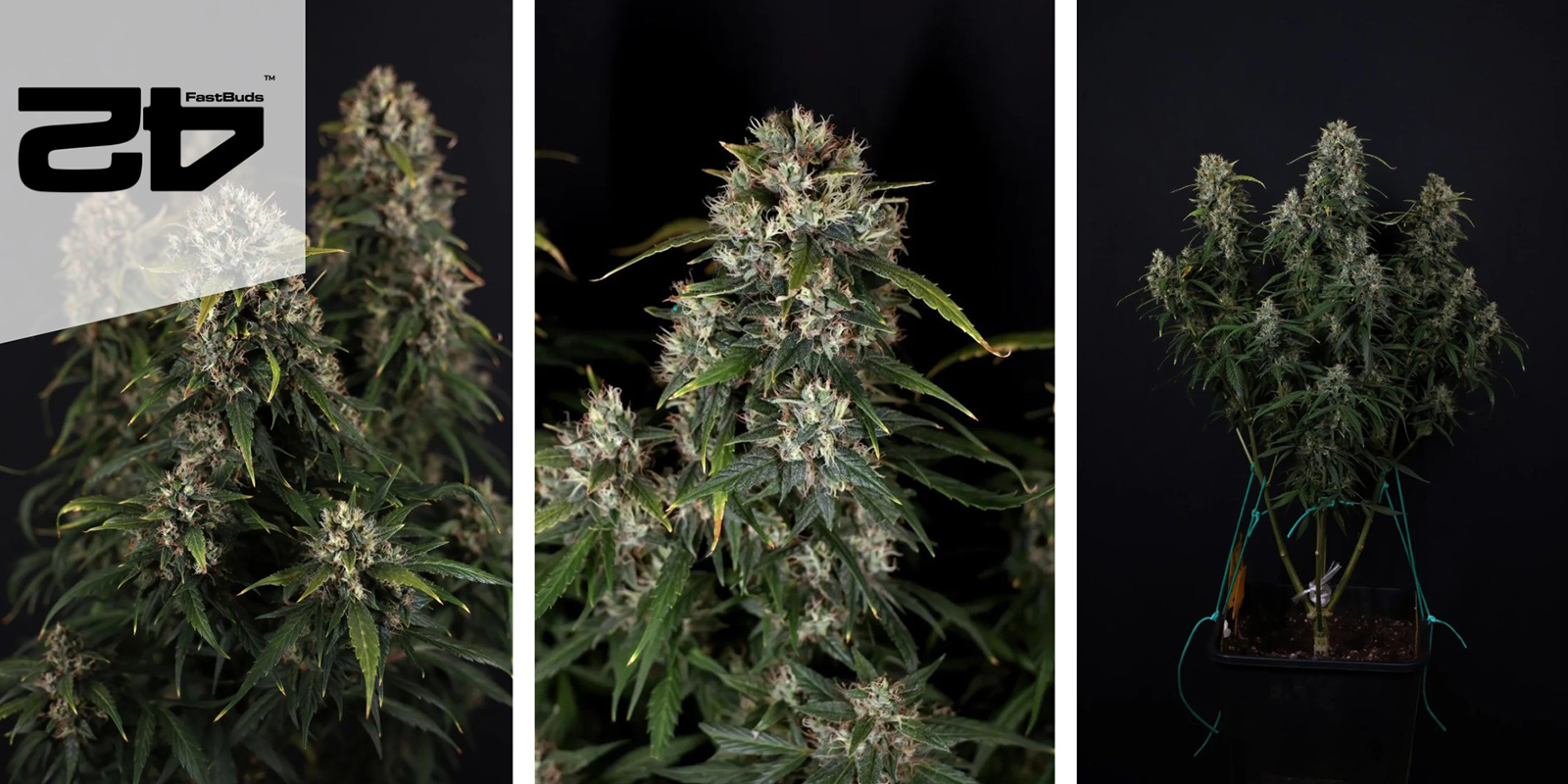 Gorilla Cookies Auto (FastBuds) feminizada