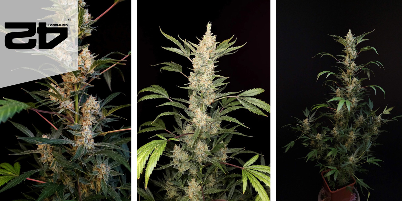 Green Crack Auto (FastBuds) feminizada