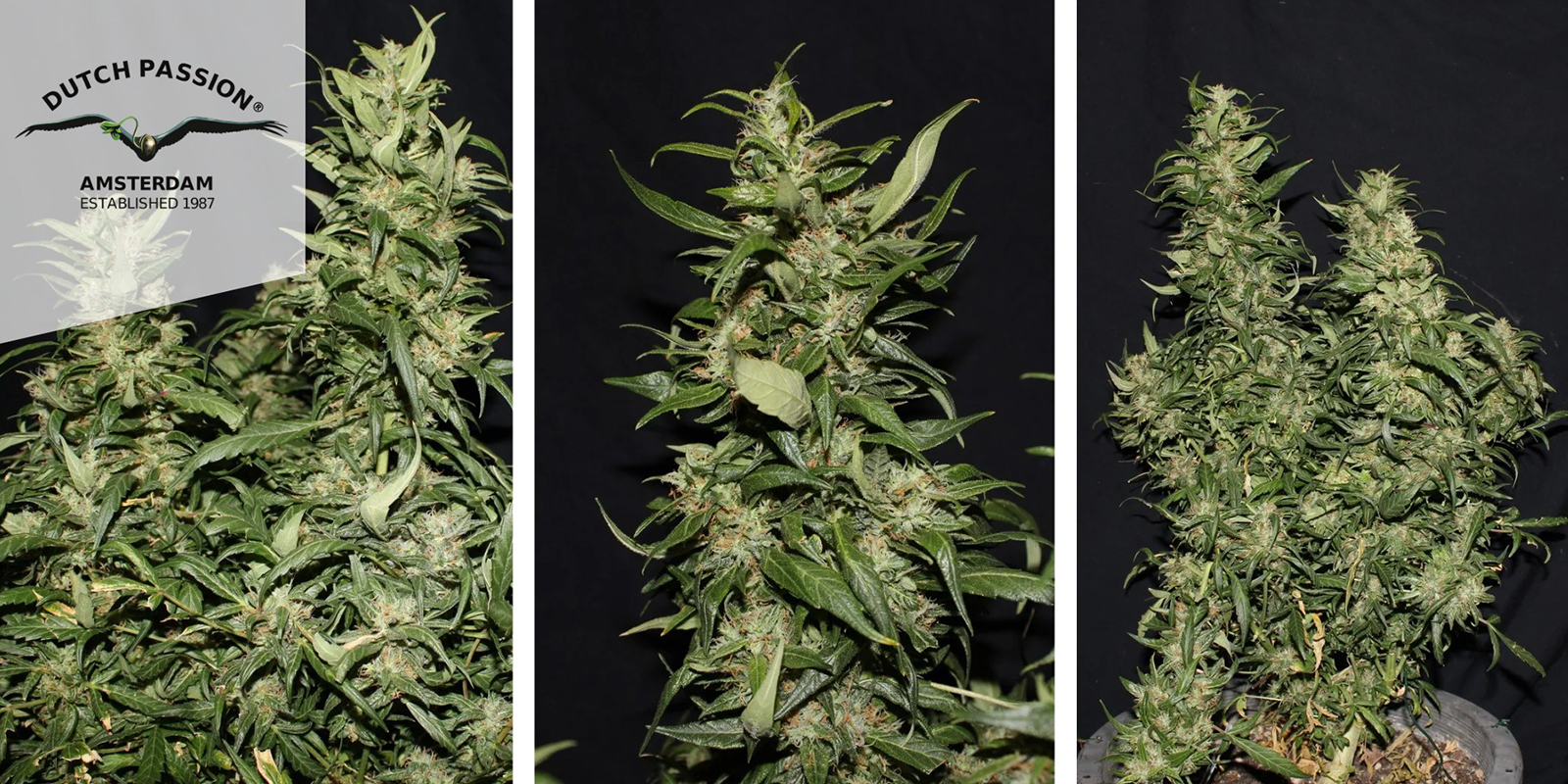 Hollands Hope (Dutch Passion) feminizada