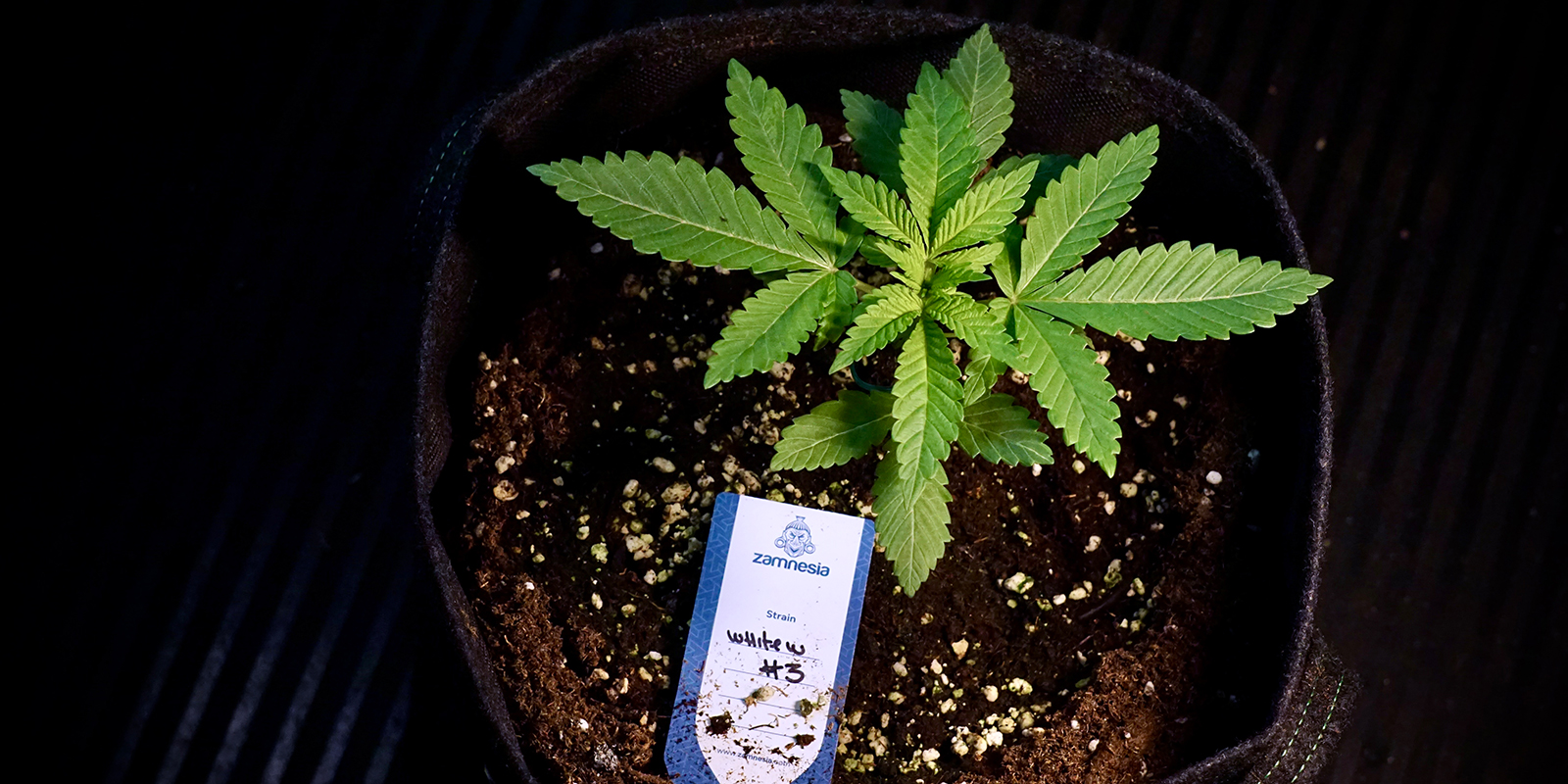 Consejos pr&aacute;cticos para triunfar en exterior en el Reino Unido