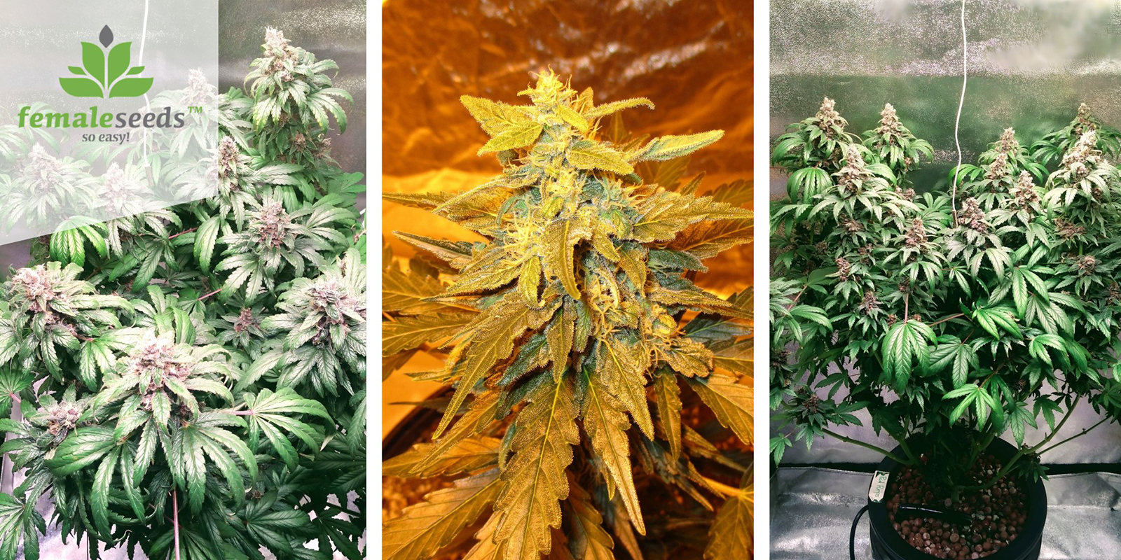 Purple Maroc (Female Seeds) feminizada