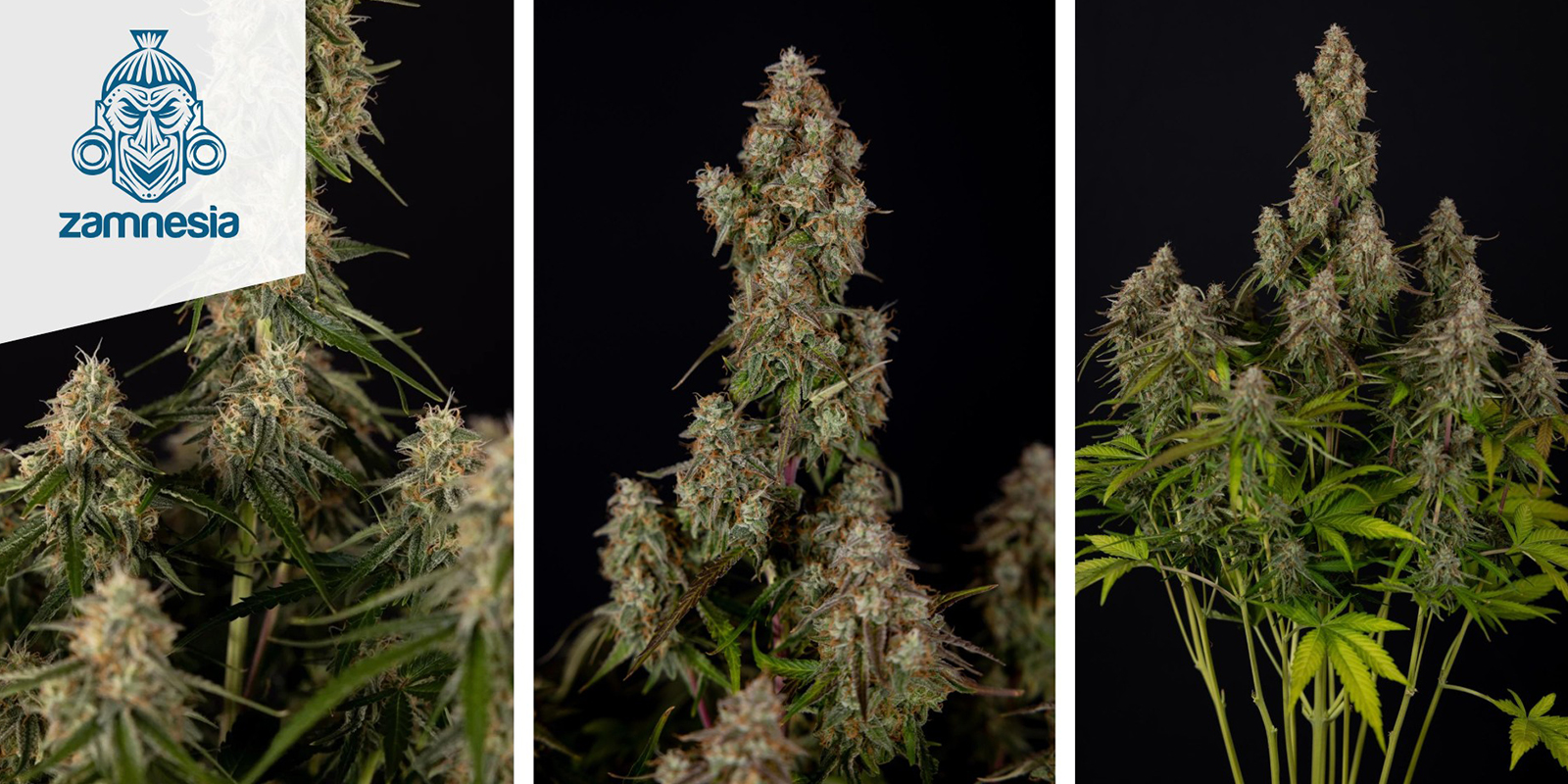 Wurlz F1 Auto (Zamnesia Seeds) feminizada