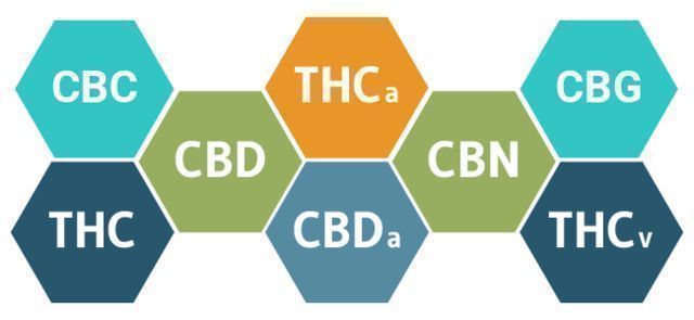 ¿CÓMO VA A AFECTAR EL CBD A TU CUERPO?