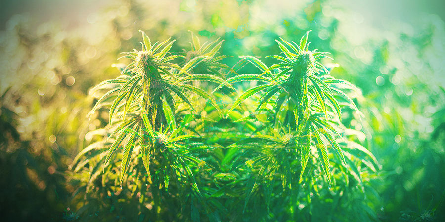 CÓMO ELEGIR LA VARIEDAD ADECUADA EN ALEMANIA