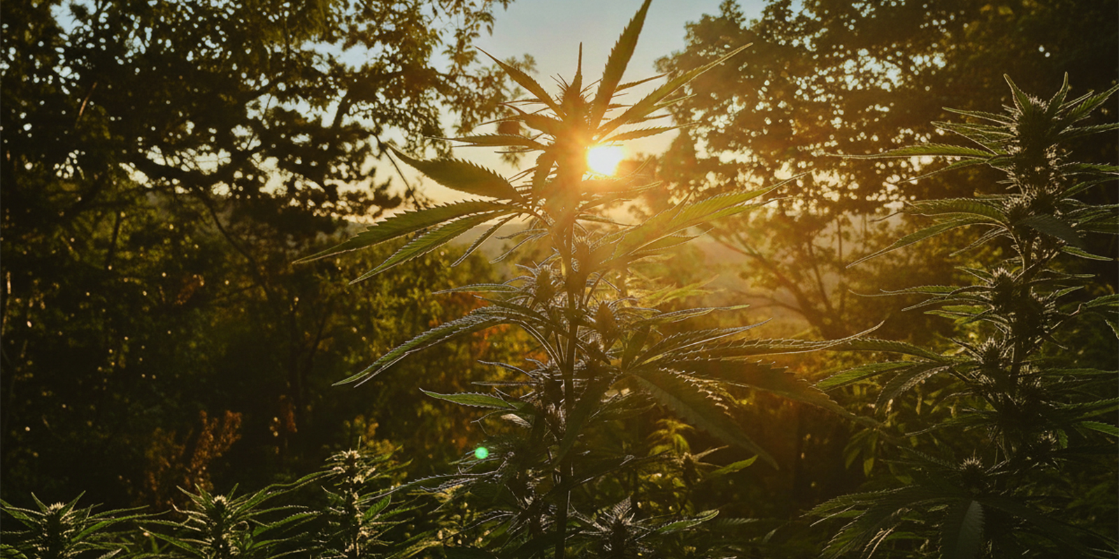 Un punto de partida fiable para cultivar en exterior en Alemania Un punto de partida fiable para cultivar en exterior en Alemania