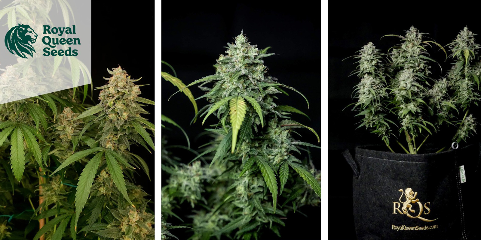 Special Queen 1 (Royal Queen Seeds) Special Queen 1 (Royal Queen Seeds)