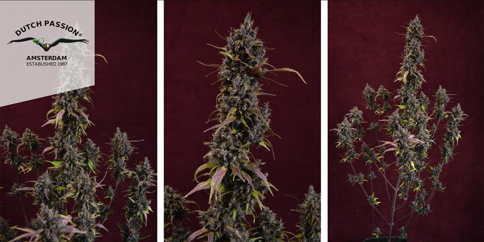 Auto Blackberry Kush (Dutch Passion) feminizada Auto Blackberry Kush (Dutch Passion) feminizada