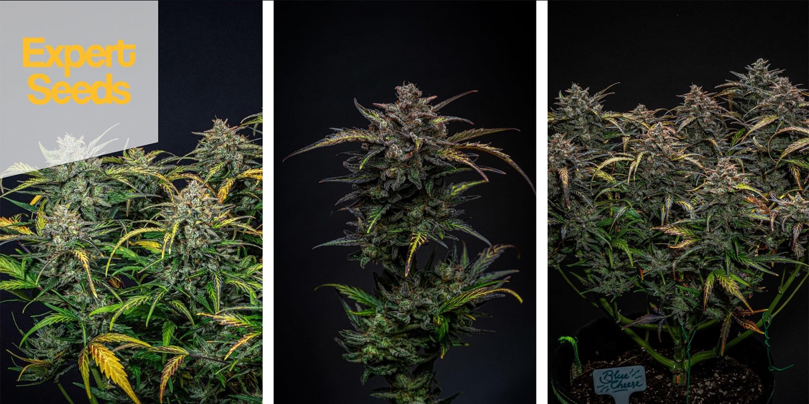 Blueberry Glue Auto (Expert Seeds) feminizada Blueberry Glue Auto (Expert Seeds) feminizada
