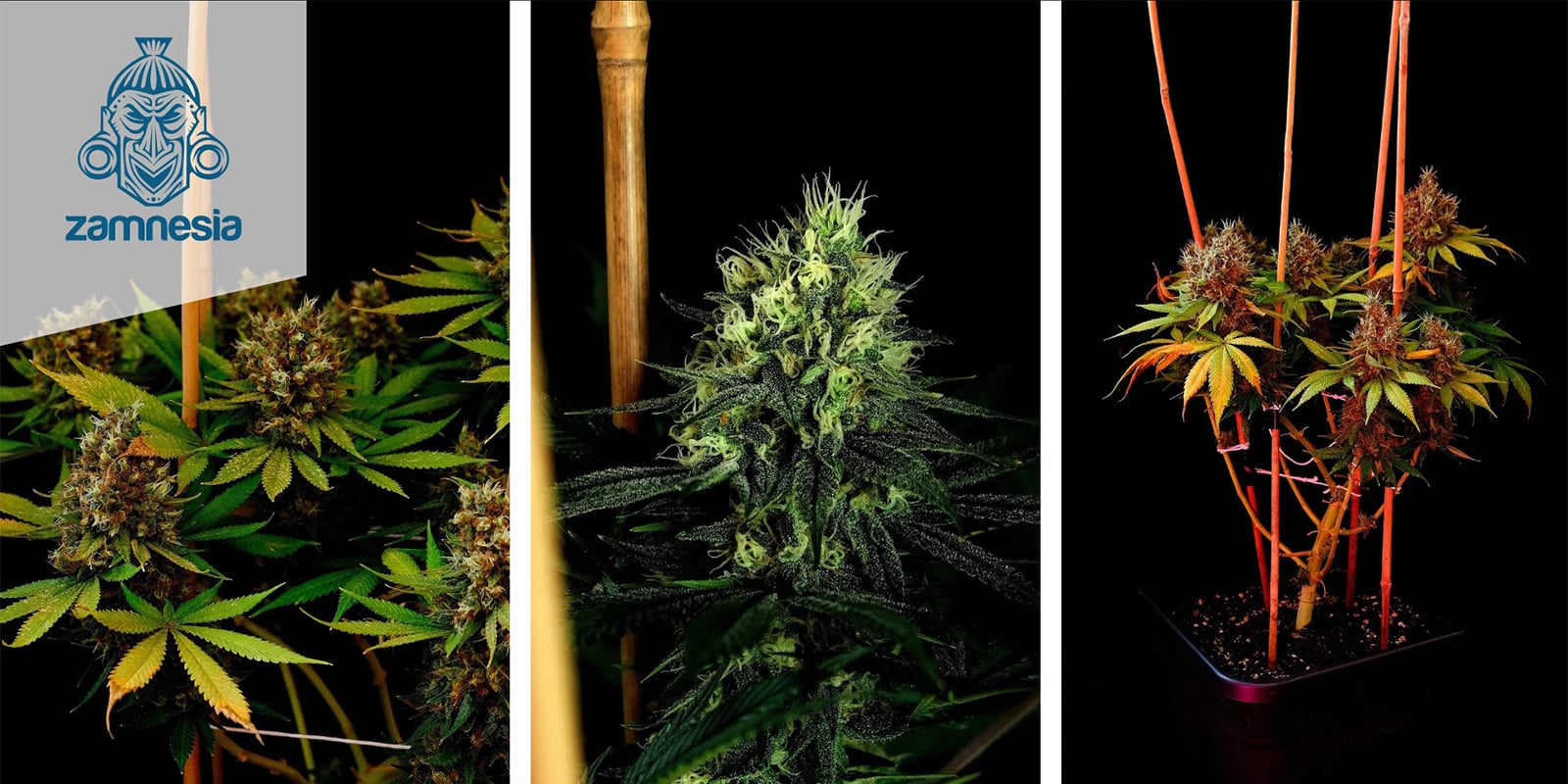 Kalini Asia (Zamnesia Seeds) feminizada Kalini Asia (Zamnesia Seeds) feminizada